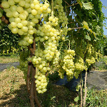 Виноградарство в Киево-Печерской обители. Интервью с виноградарем Лавры игуменом Павлом