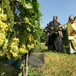 Наместник Киево-Печерской Лавры освятил монастырский виноградник