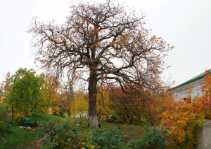 Autumn view of the Lavra
