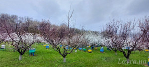 IMG_20250410_163059_652