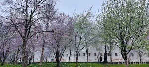 IMG_20250410_163113_424