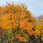 IMG_20251103_185545_666