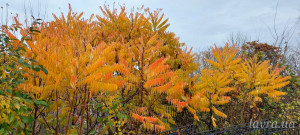 IMG_20251103_185545_666