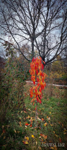 IMG_20251103_185553_605