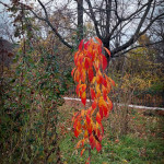 IMG_20251103_185553_605