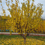 IMG_20251103_185606_529