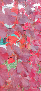 IMG_20251103_185623_781