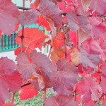 IMG_20251103_185623_781