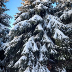 IMG_20260112_163126_982