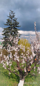 IMG_20260413_173302_623