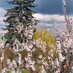 IMG_20260413_173302_623