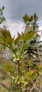 IMG_20260413_173311_177