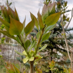 IMG_20260413_173311_177