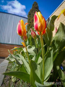 photo_13_2026-04-21_16-22-49