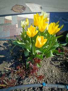 photo_1_2026-04-21_16-22-49