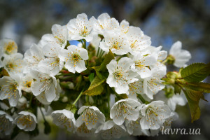 photo_2_2026-04-21_16-14-04