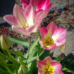 photo_2_2026-04-21_16-22-49