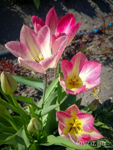 photo_2_2026-04-21_16-22-49