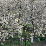 photo_2_2026-04-25_12-32-56