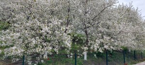 photo_2_2026-04-25_12-32-56