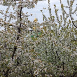 photo_4_2026-04-25_12-32-56