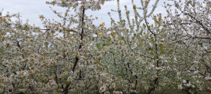 photo_4_2026-04-25_12-32-56