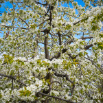 photo_5_2026-04-21_16-14-04