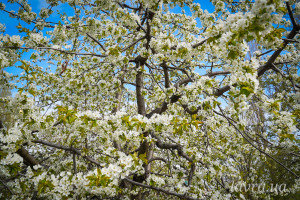 photo_5_2026-04-21_16-14-04